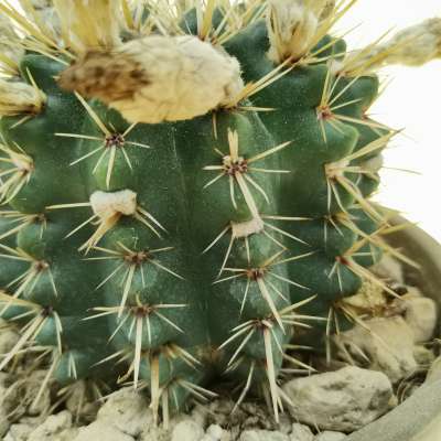Notocactus submammullosus - Giromagi