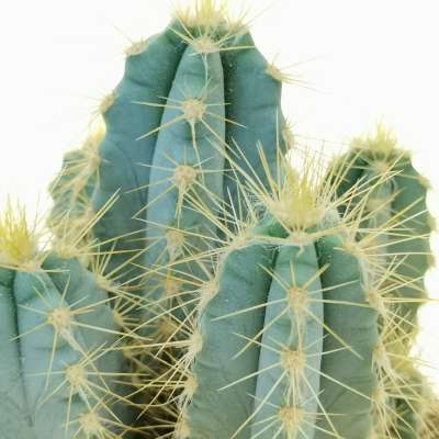 Cereus azureus - Giromagi