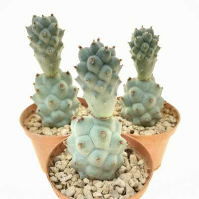 Tephrocactus articulatus var. calvus - Giromagi