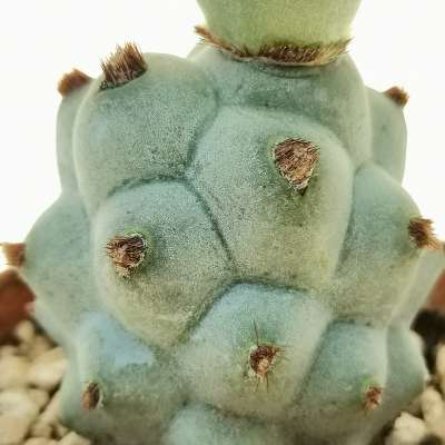 Tephrocactus articulatus var. calvus - Giromagi