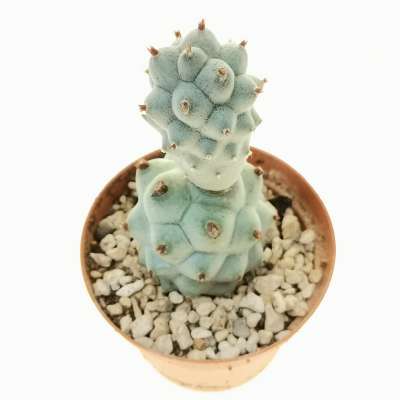 Tephrocactus articulatus var. calvus - Giromagi