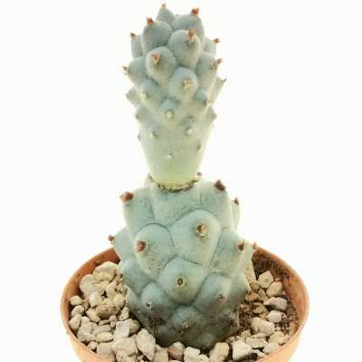 Tephrocactus articulatus var. calvus - Giromagi