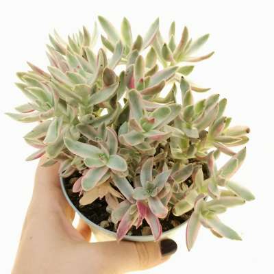 Crassula rubricaulis 'Candy Cane' 10 cm. | Crassulaceae - Giromagi ...