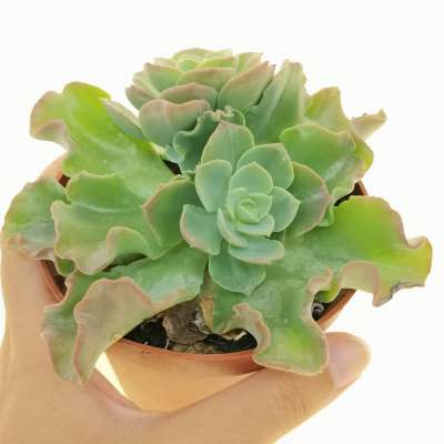 Echeveria 'cupeno' - Giromagi