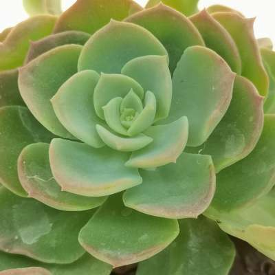 Echeveria 'cupeno' - Giromagi