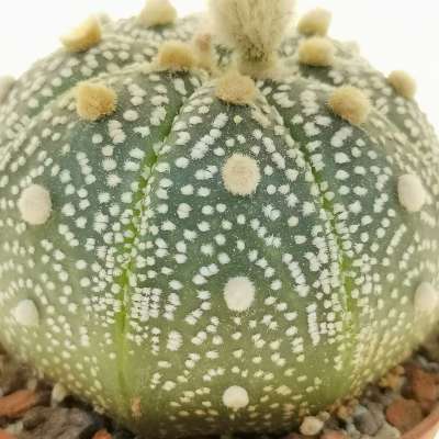 Astrophytum asterias hybrid (CITES) - Giromagi