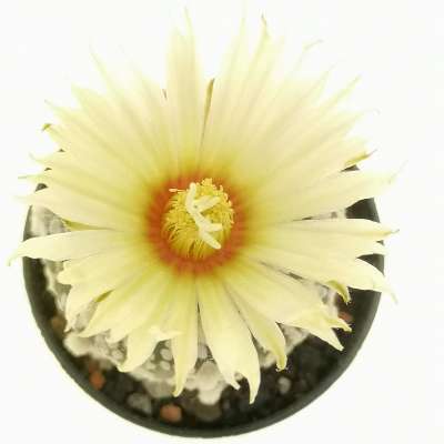 Astrophytum asterias hybrid (CITES) - Giromagi