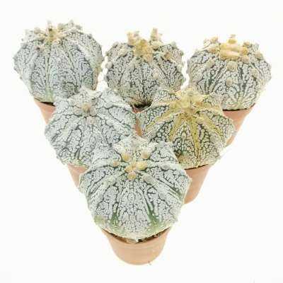 Astrophytum asterias hybrid (CITES) - Giromagi