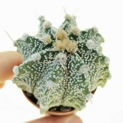 Astrophytum asterias hybrid (CITES)