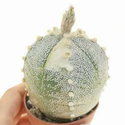 Astrophytum asterias hybrid f. variegata (CITES)