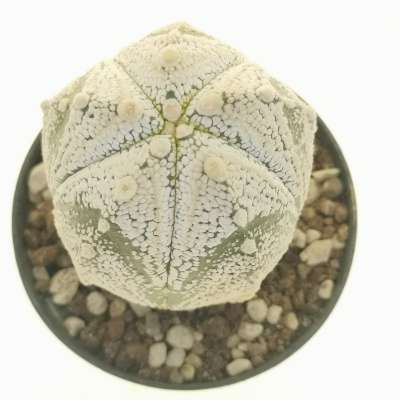 Astrophytum  asterias hybrid f. columnare (CITES) - Giromagi