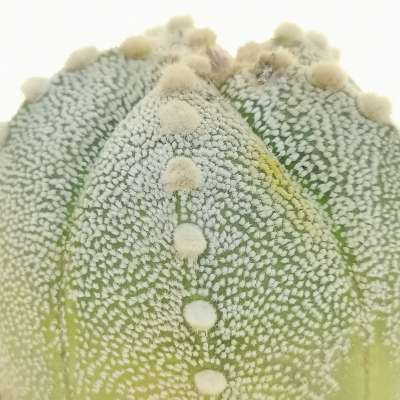 Astrophytum asterias hybrid (Ooibo) (CITES) - Giromagi