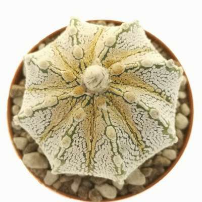 Astrophytum asterias hybrid (Superkabuto Yellow Dots Type) - Giromagi
