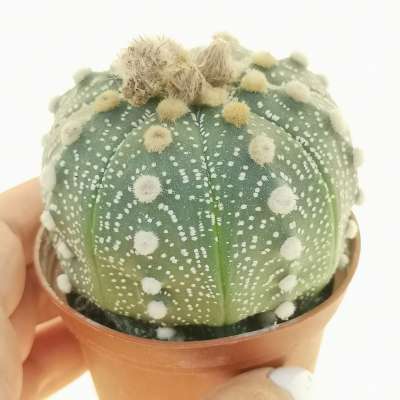 Astrophytum asterias hybrid (CITES) - Giromagi