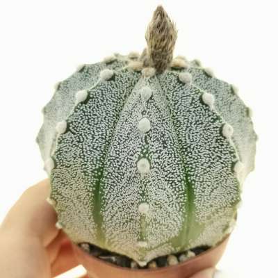 Astrophytum asterias hybrid (CITES) - Giromagi