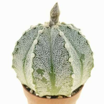 Astrophytum asterias hybrid (CITES) - Giromagi