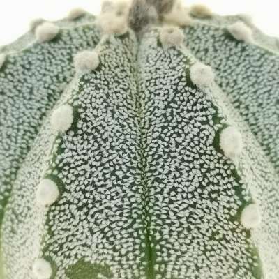 Astrophytum asterias hybrid (CITES) - Giromagi