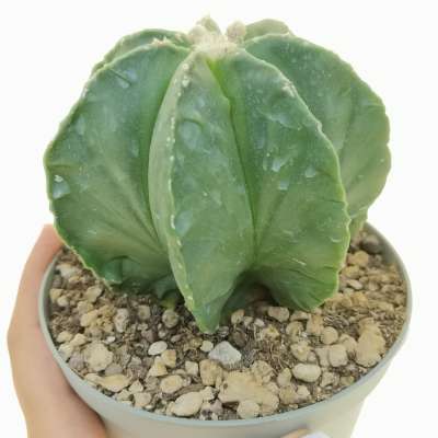 Astrophytum hybrid cv. fukuryu Haku-Jo multicostatum