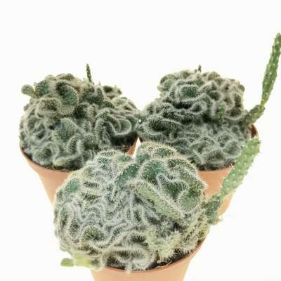 Opuntia tuna f. crestata - Giromagi