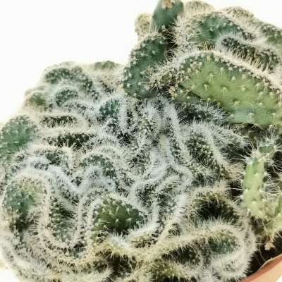 Opuntia tuna f. crestata - Giromagi