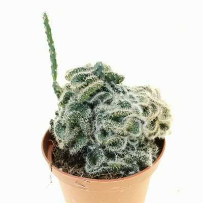 Opuntia tuna f. crestata - Giromagi