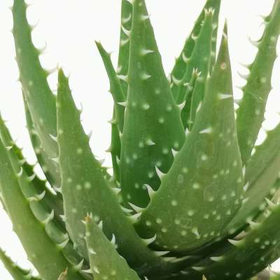 Aloe mitriformis - Giromagi