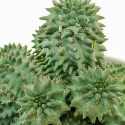 Euphorbia susannae - Giromagi