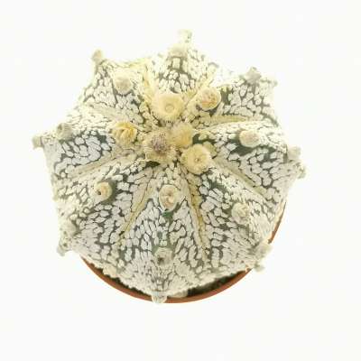 Astrophytum asterias hybrid (CITES) - Giromagi