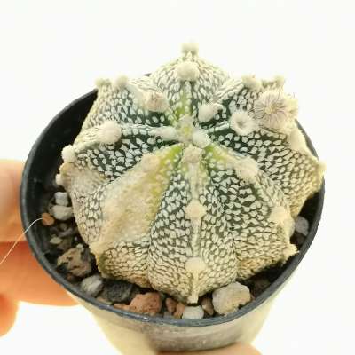 Astrophytum asterias hybrid f. variegata (CITES)