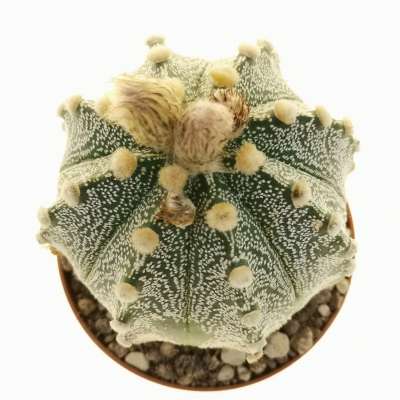 Astrophytum asterias hybrid (CITES) - Giromagi