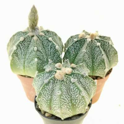 Astrophytum asterias hybrid (CITES) - Giromagi