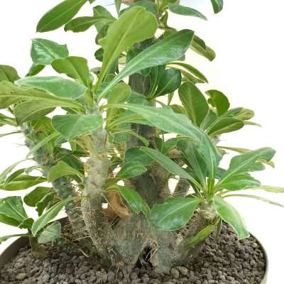 Pachypodium lealii ssp. saundersii - Giromagi