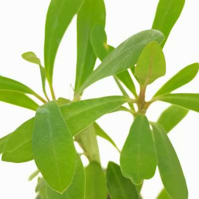 Euphorbia tardieuana - Giromagi
