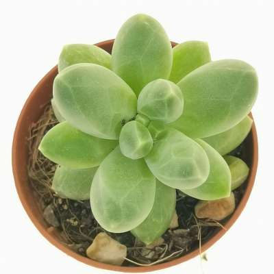 Pachyphytum 'Chiseled Stones' - Giromagi