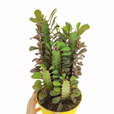 Euphorbia Trigona cv. Royal Red