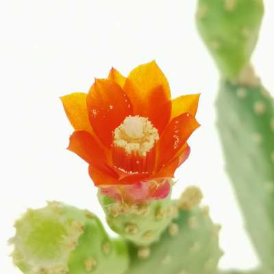 Opuntia quitensis - Giromagi