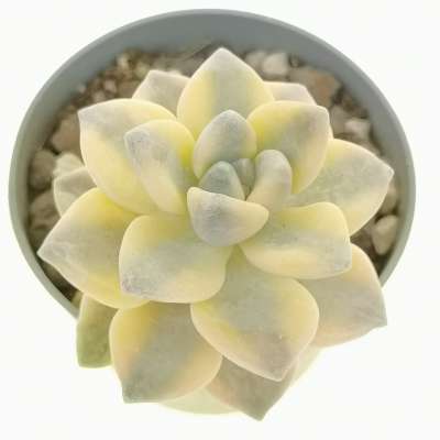 Graptoveria 'Titubans' f. variegata - Giromagi