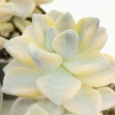 Graptoveria 'Titubans' f. variegata - Giromagi