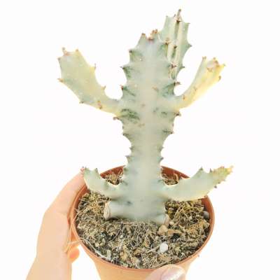 Euphorbia lactea cv. White Ghost