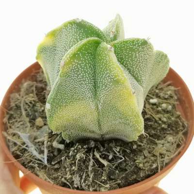 Astrophytum hybrid (myriostigma x ornatum) cv. curlispine f. variegata