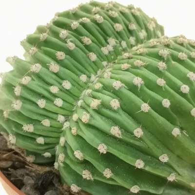 Echinopsis eyriesii f. crestata - Giromagi