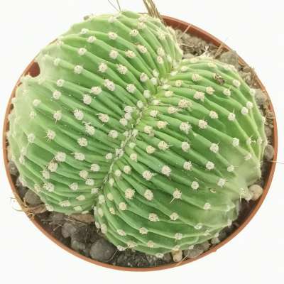 Echinopsis eyriesii f. crestata - Giromagi