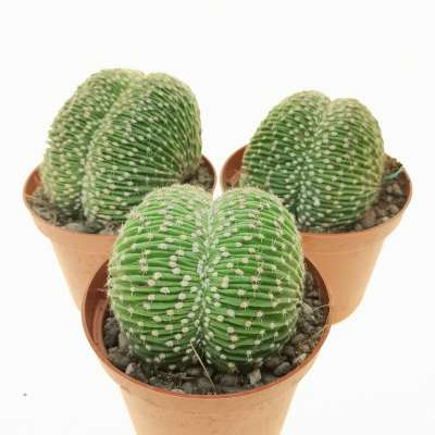 Echinopsis eyriesii f. crestata - Giromagi