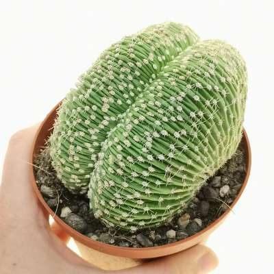 Echinopsis eyriesii f. crestata