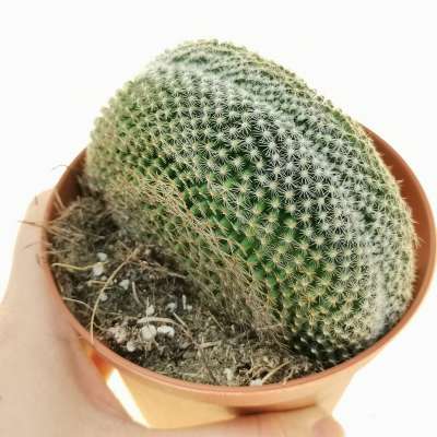 Mammillaria matudae f. crestata
