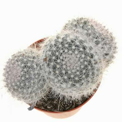 Mammillaria standleyi f. dicotomica - Giromagi