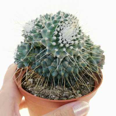 Mammillaria spinosissima cv. un pico - Giromagi