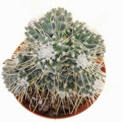 Mammillaria spinosissima cv. un pico - Giromagi