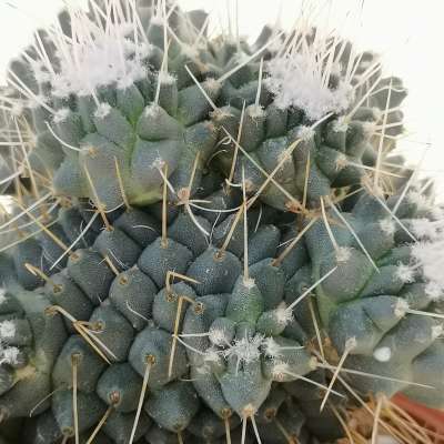 Mammillaria spinosissima cv. un pico - Giromagi