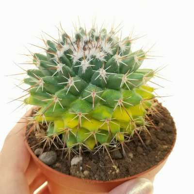Mammillaria carnea f. variegata